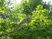 Grüner Leguan im Freilandgehege