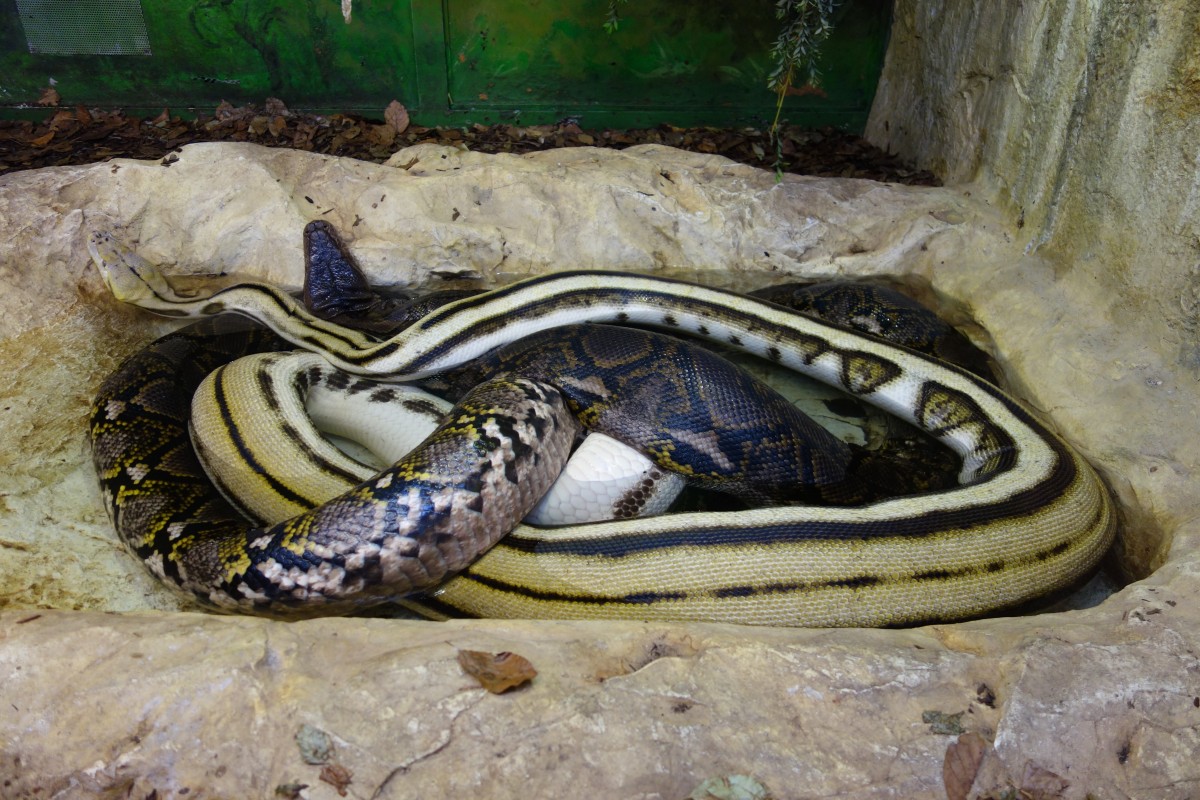 Netzpython Python Reticulatus Happ S Reptilienzoo