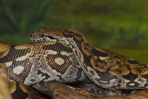 Acrantophis dumerili 07 08 (2)