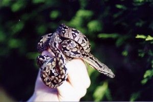 Akrantophis dumerilii NZ