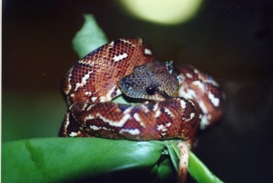 Sanzinia madagadcariensis NZ 1