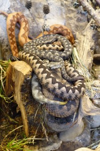 Vipera ammod NZ (4)