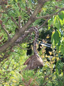 Hornotter vogel