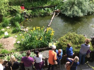 Wasserschildkröten Fütterung