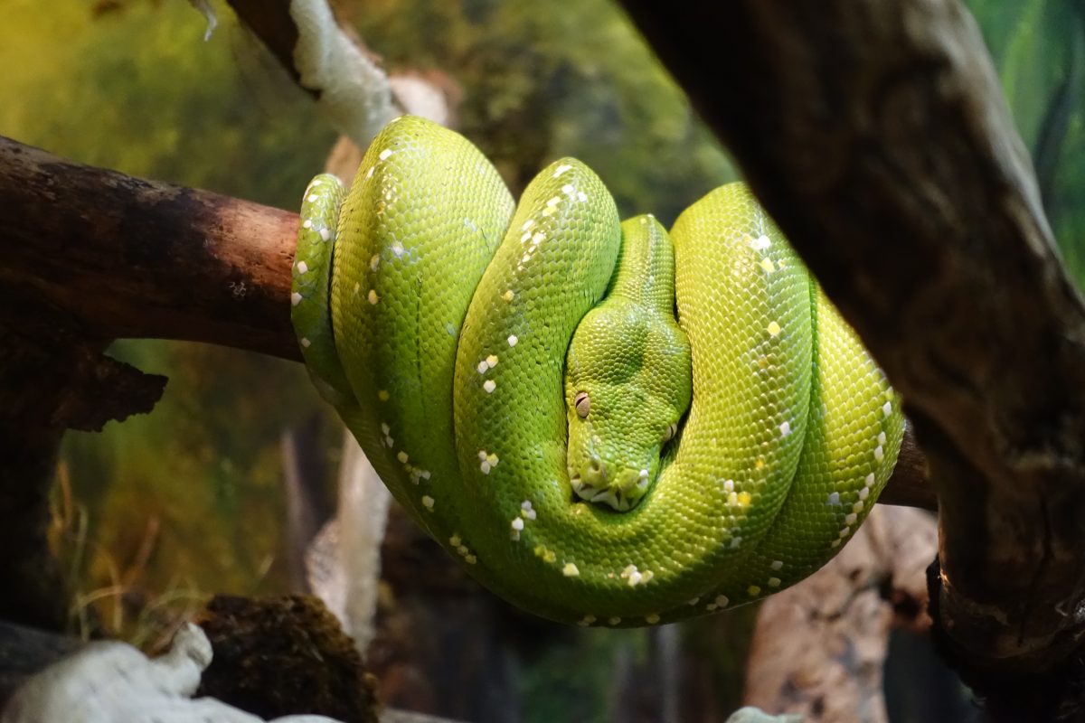 Paarung Der Grunen Baumpythons Morelia Viridis Am 06 12 2019 Happ S Reptilienzoo