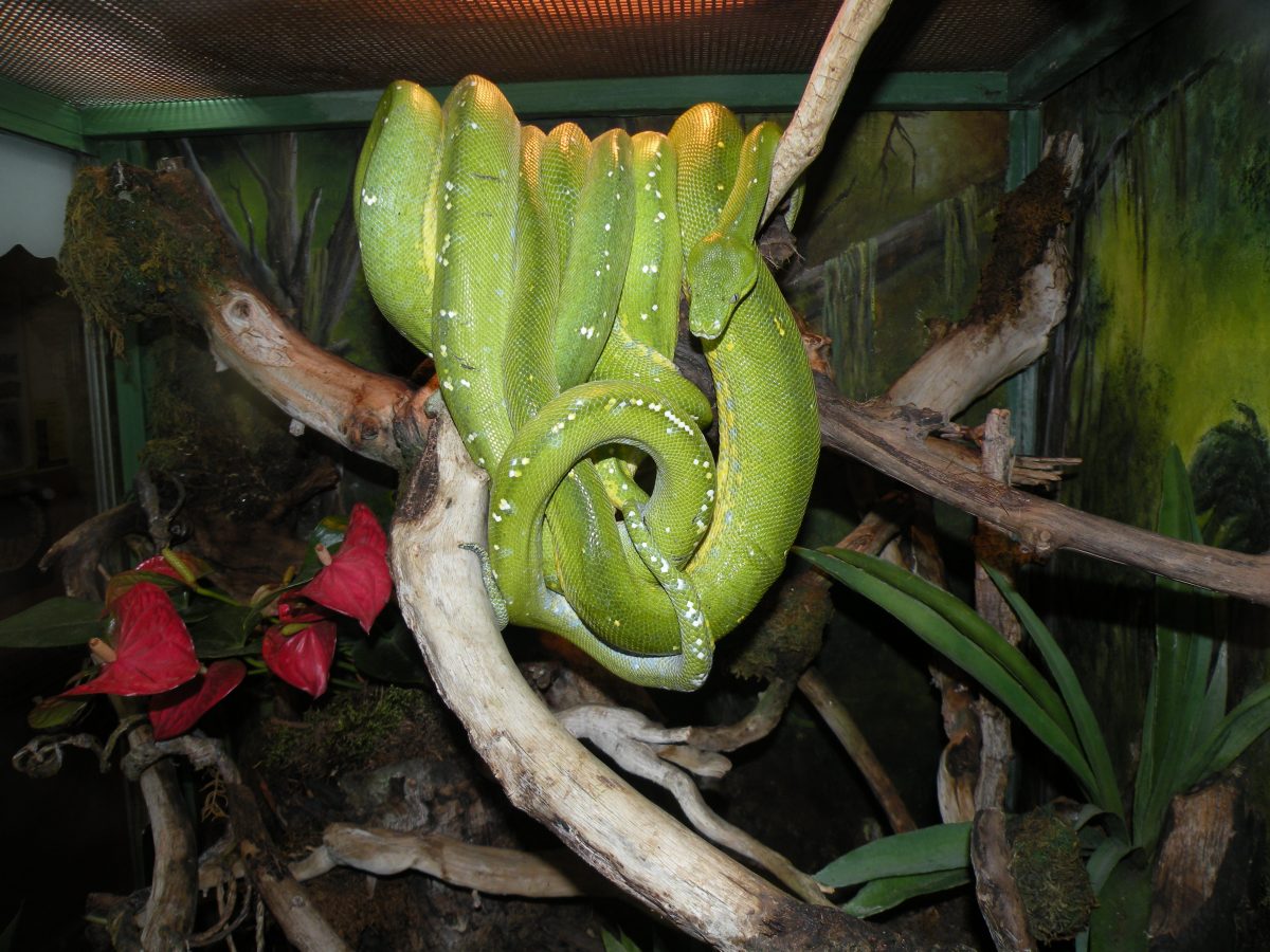 Paarung Der Grunen Baumpythons Morelia Viridis Am 06 12 2019 Happ S Reptilienzoo