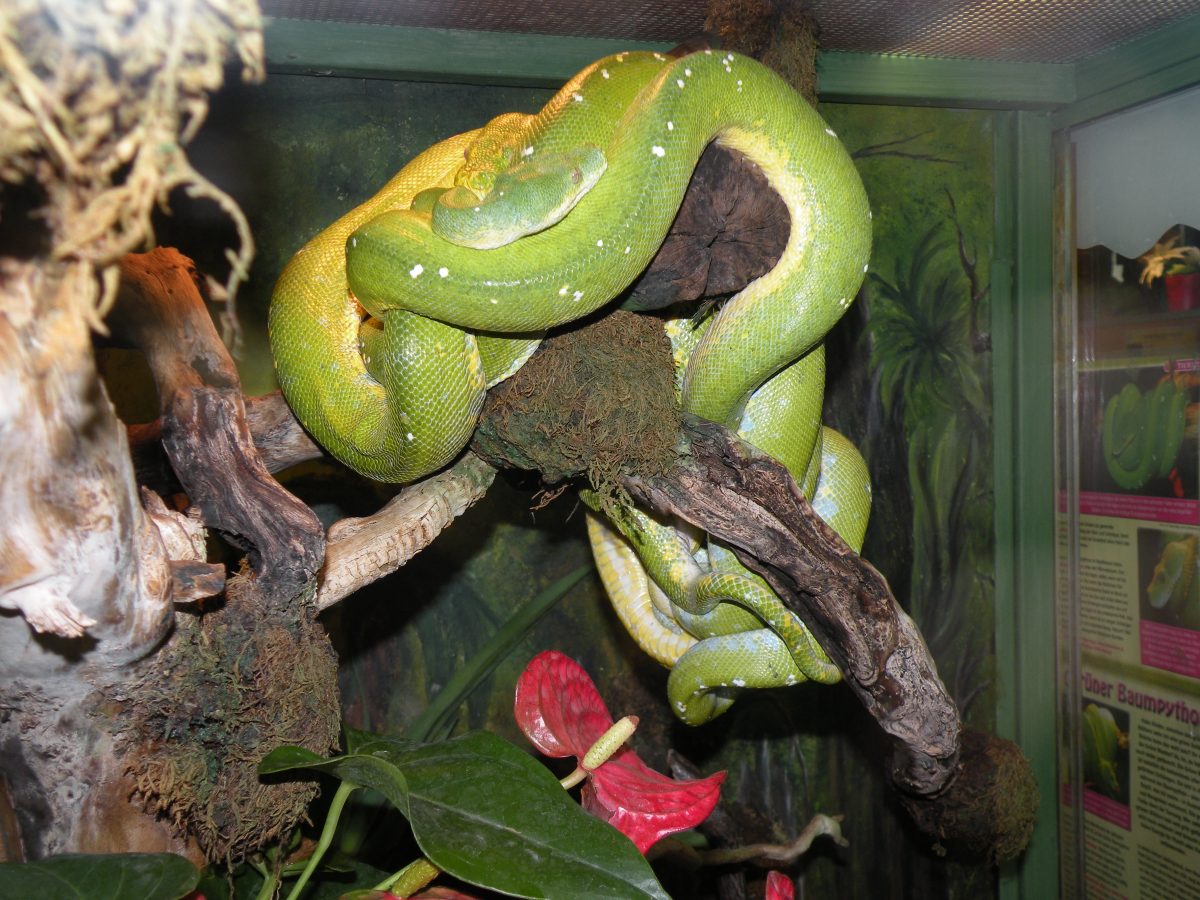 Paarung Der Grunen Baumpythons Morelia Viridis Am 06 12 2019 Happ S Reptilienzoo