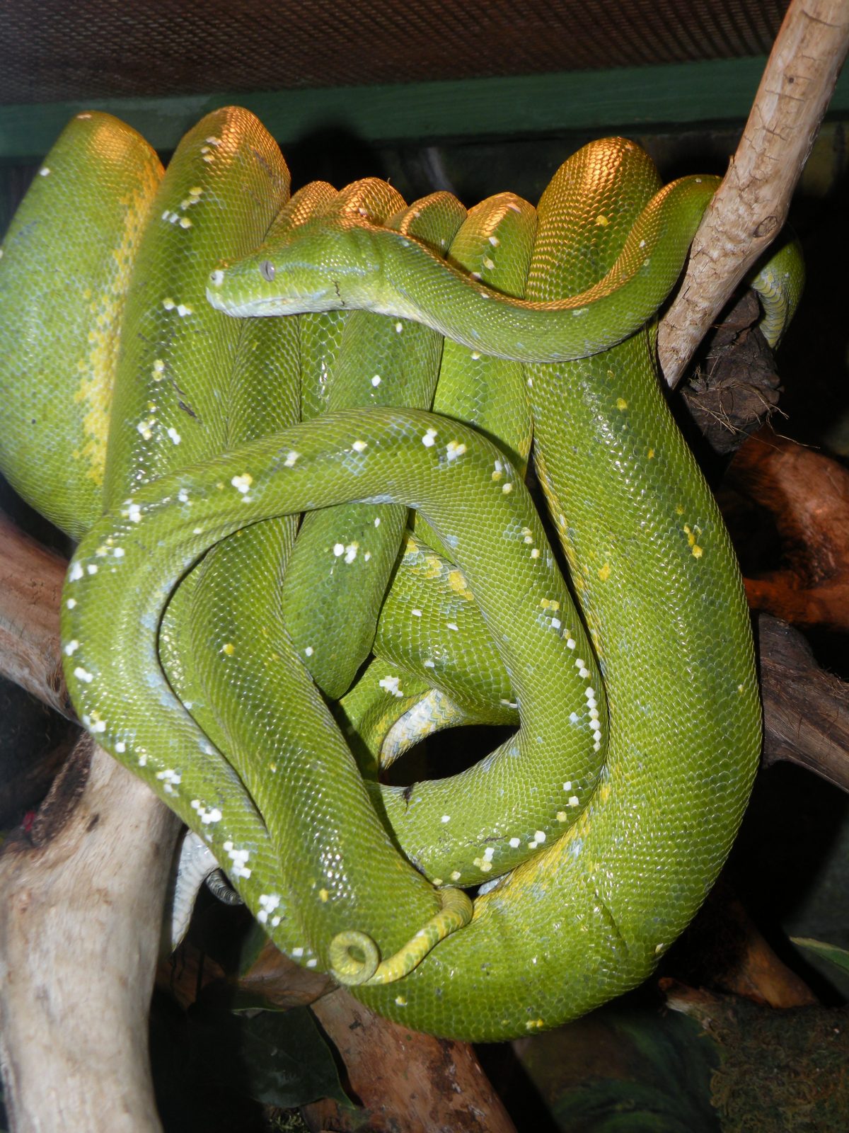 Paarung Der Grunen Baumpythons Morelia Viridis Am 06 12 2019 Happ S Reptilienzoo